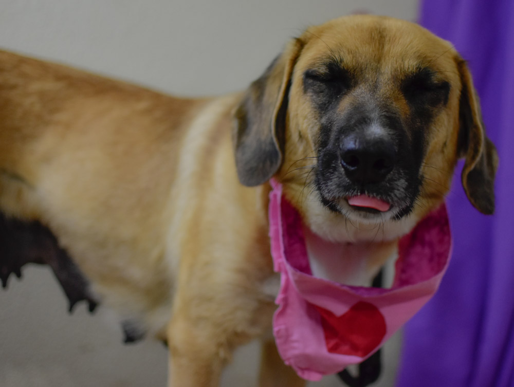 Three Dogs, Many Faces Shelter Stories