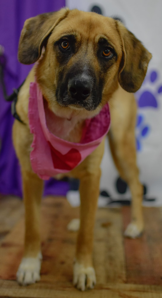 Three Dogs, Many Faces Shelter Stories