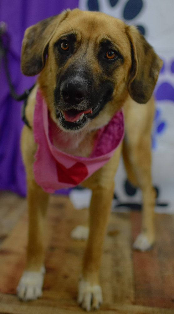 Three Dogs, Many Faces Shelter Stories