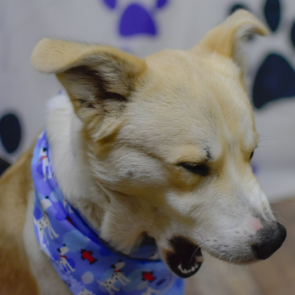 Three Dogs, Many Faces Shelter Stories