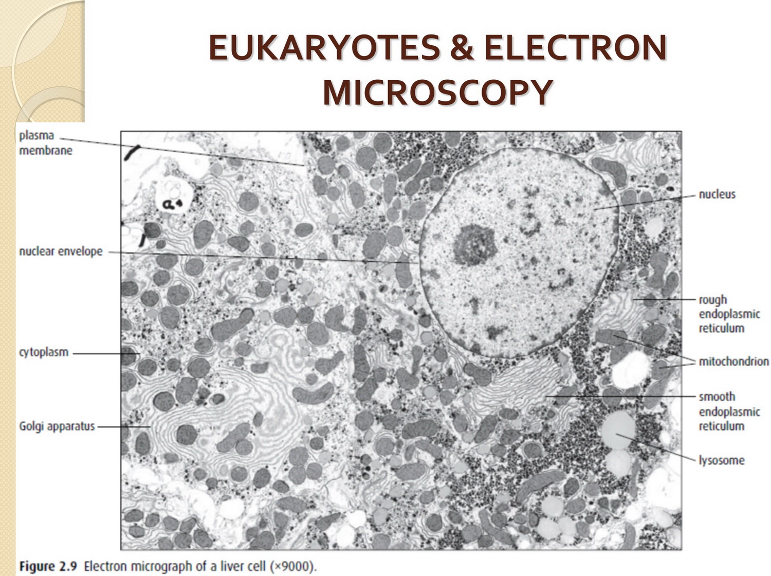 IB Biology SL & HL Ultrastructure of Cells 01