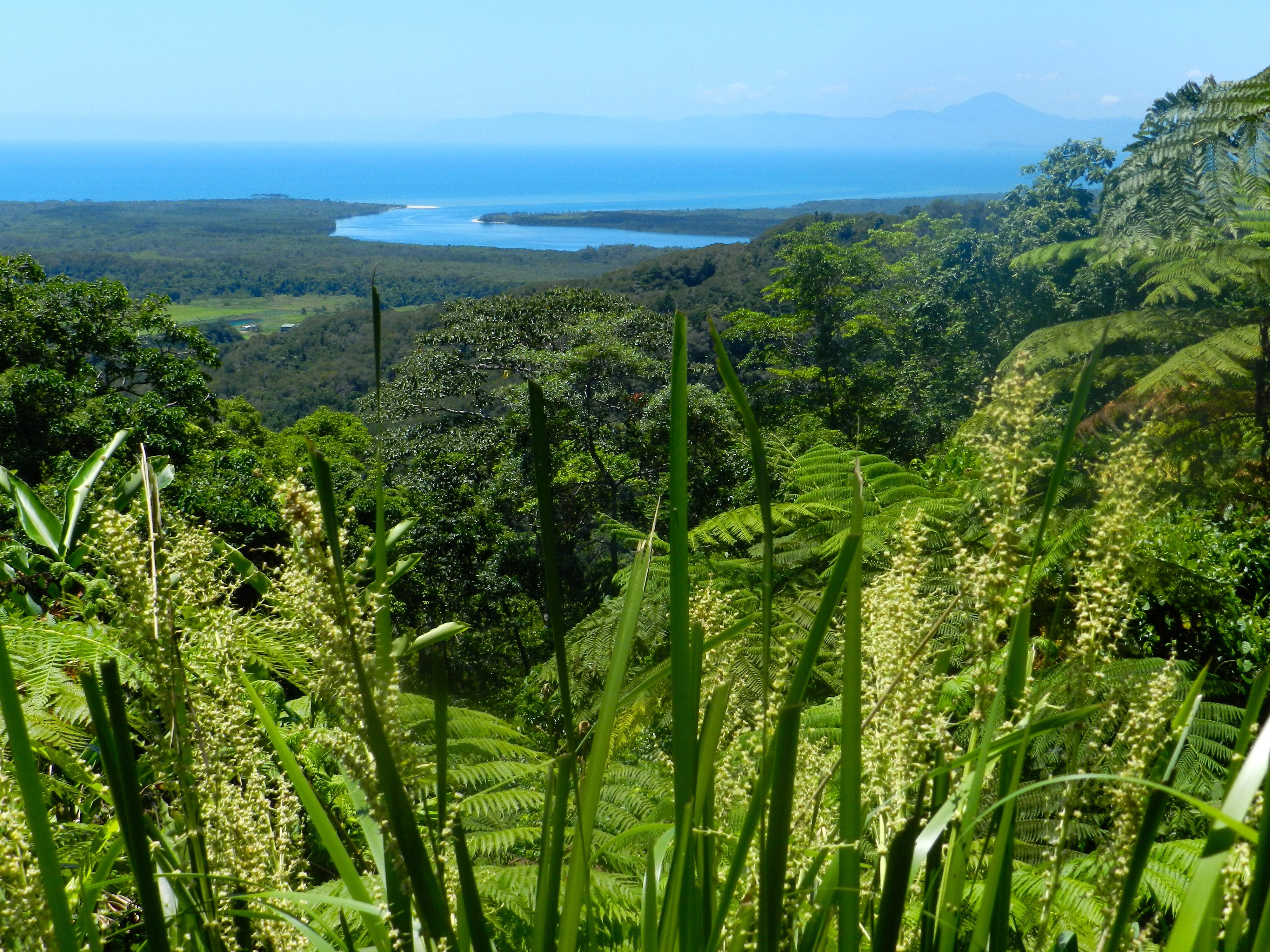 Hikes and more hikes! Cape Tribulation, Daintree Forest and Mt