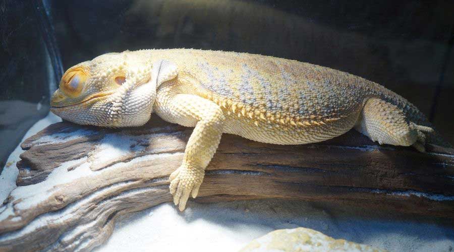 Why Do Bearded Dragons Brumate? The best place to get information