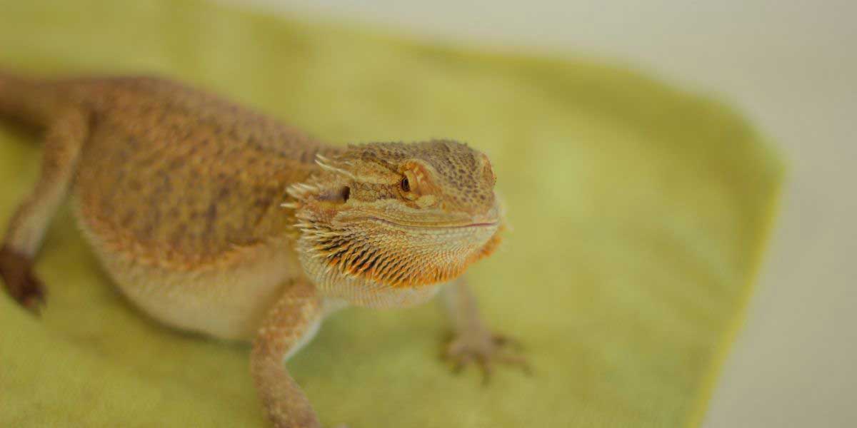 How to Take Care of a Pregnant Bearded Dragon (Gravid) Your Exotic Pets