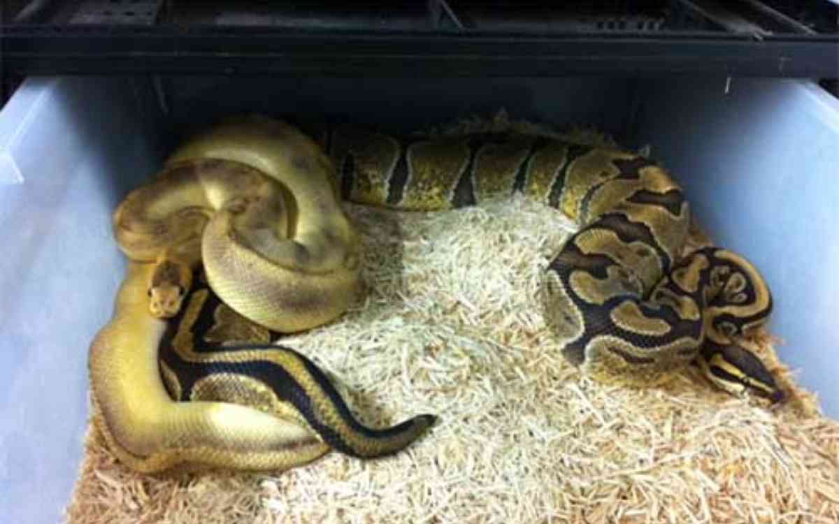 How to Tell if Ball Pythons are Male or Female Unmasking the