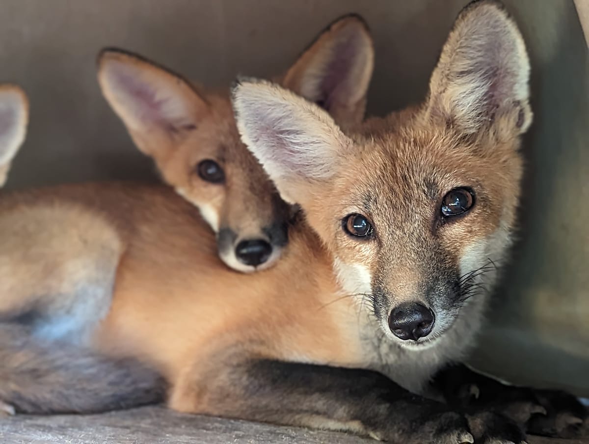 Episode 105 Carolyn Pendarvis of Walden’s Puddle Robertson Cheatham