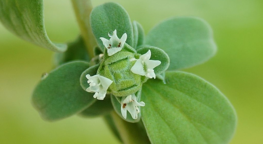 Marjoram / Origanum majorana Medicinal plant and also can