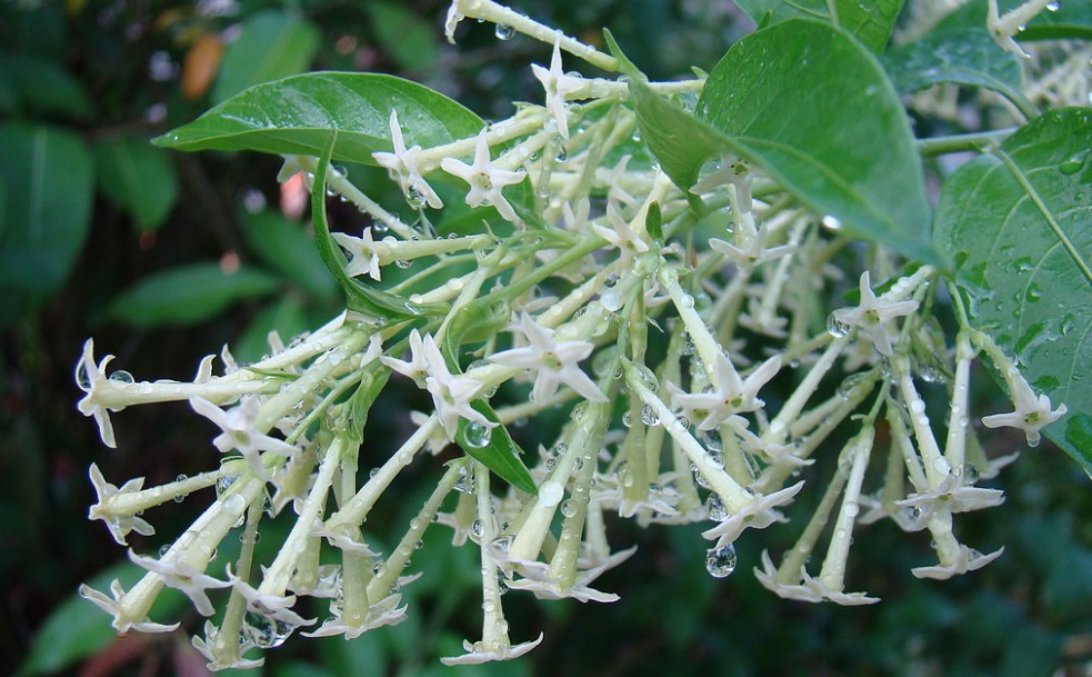 Raat Rani or Night Blooming Jasmine Blooms at night and have strong