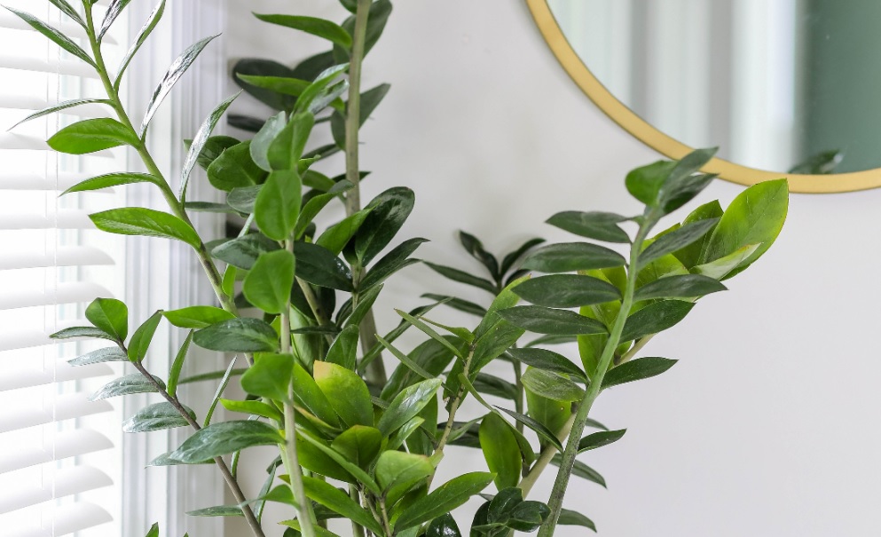 15 Best Indoor Ornamental Plants Make your surrounding better