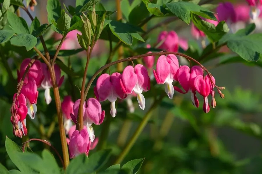 How to eliminate weeds under pine trees】≡