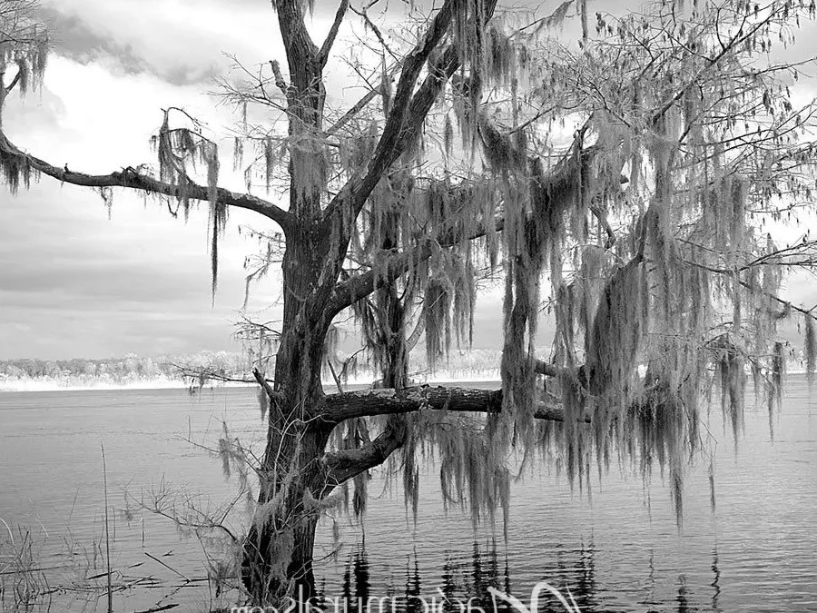 How to remove Spanish moss from trees】≡