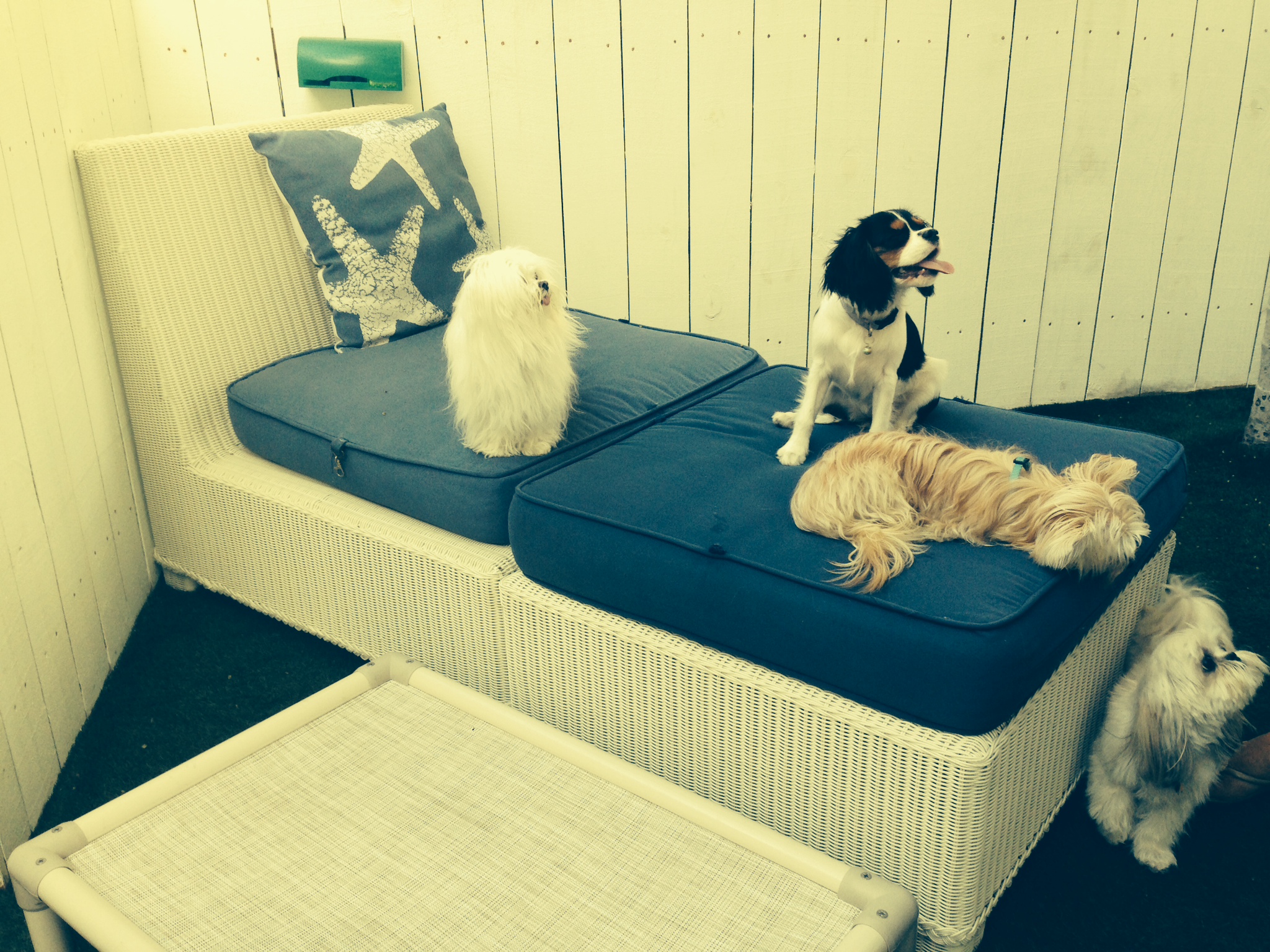 Dog Boarding Your Good Dog Boarding Key Biscayne, FL (305) 7100502