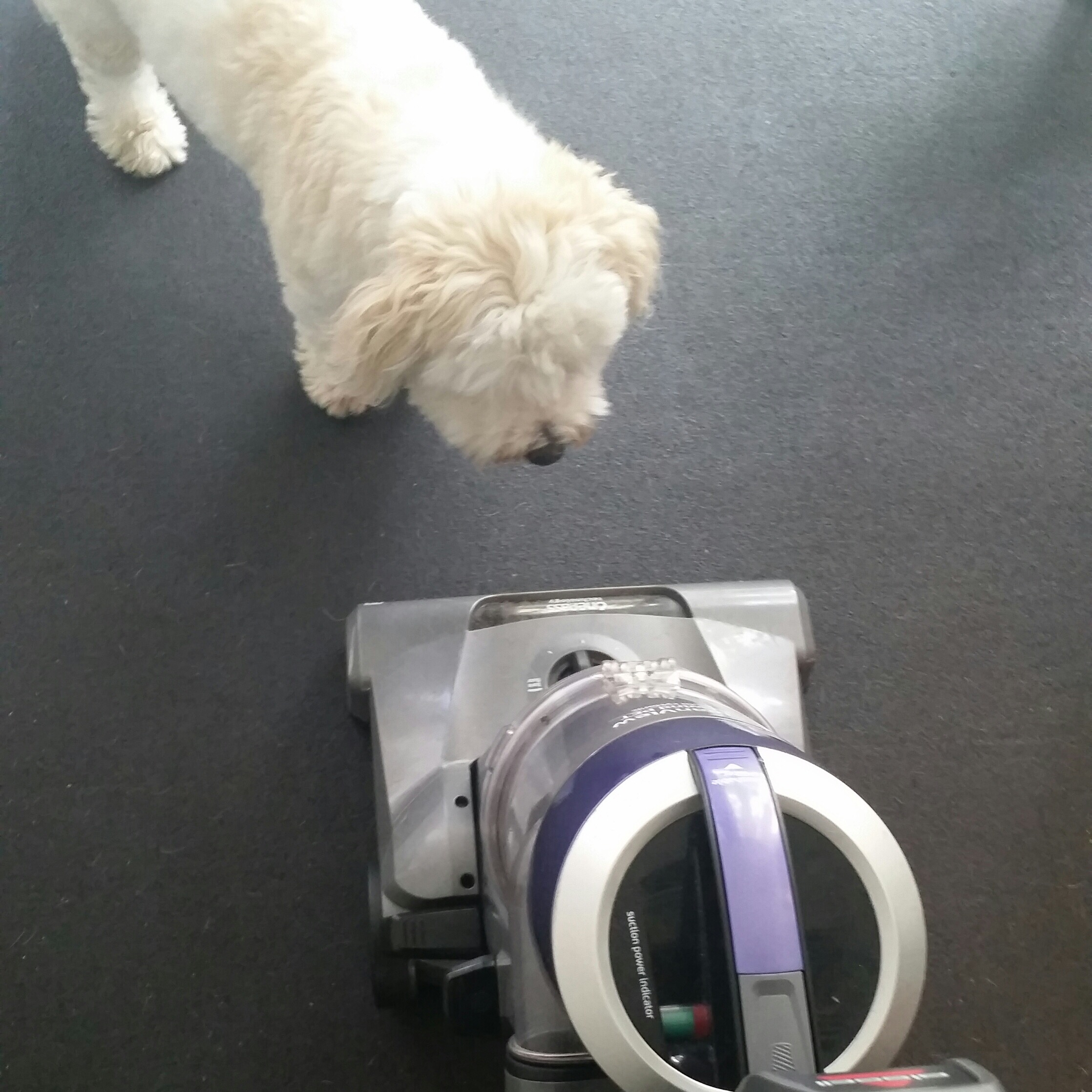 Can I Vacuum My Dog