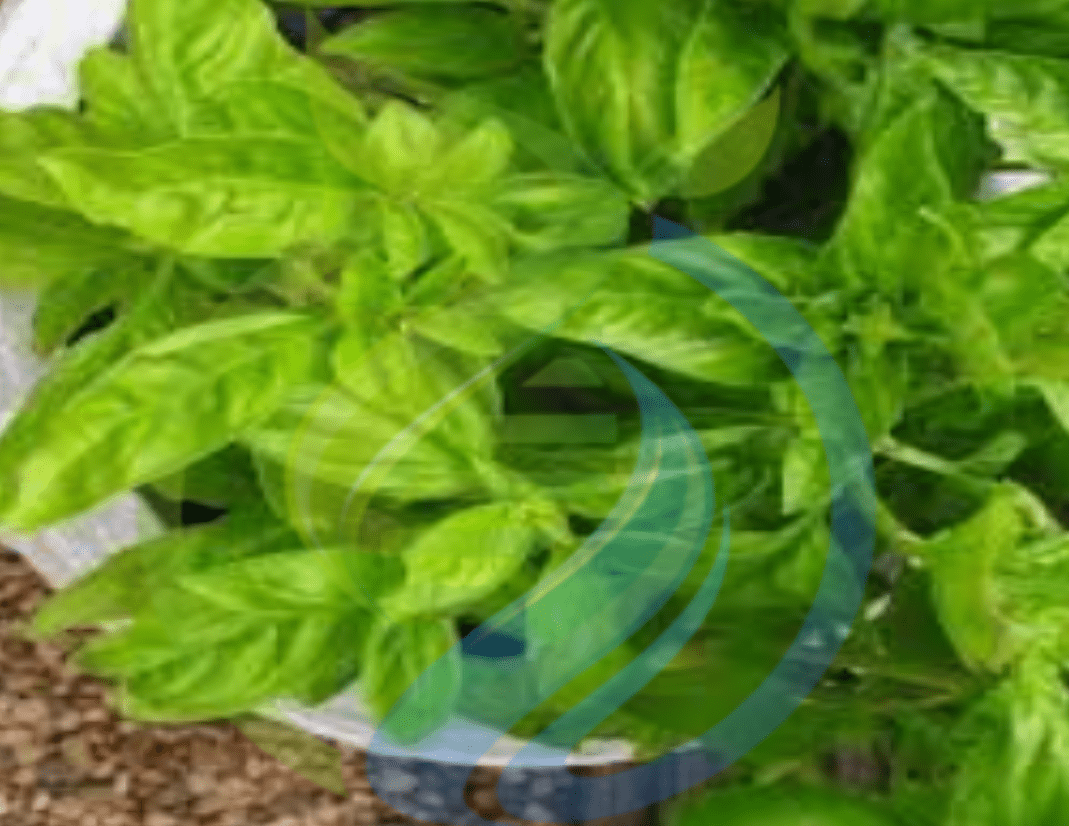 Sweet Basil 10cm Pot Nursery, Plants, Health & Beauty Hartbeespoort