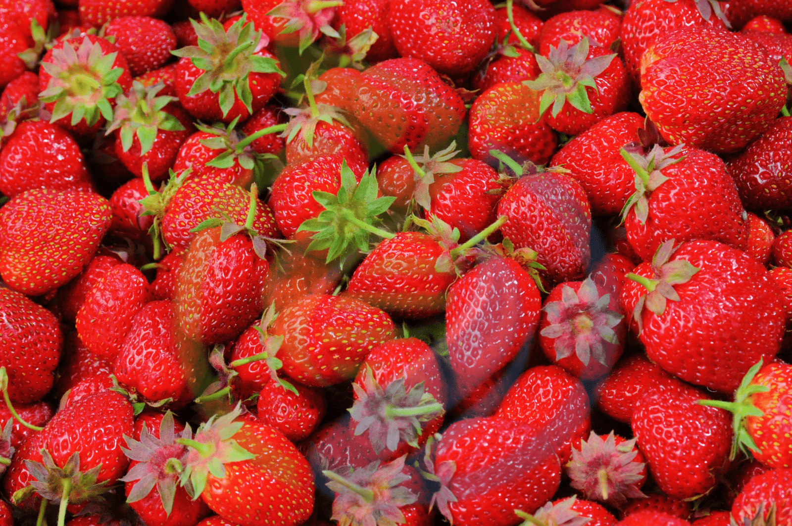 Jewel strawberry Plants Nursery, Plants, Health & Beauty Hartbeespoort