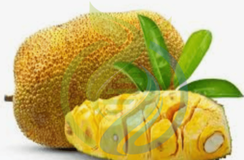 Rooted Jackfruit Seeds Nursery, Plants, Health & Beauty Hartbeespoort