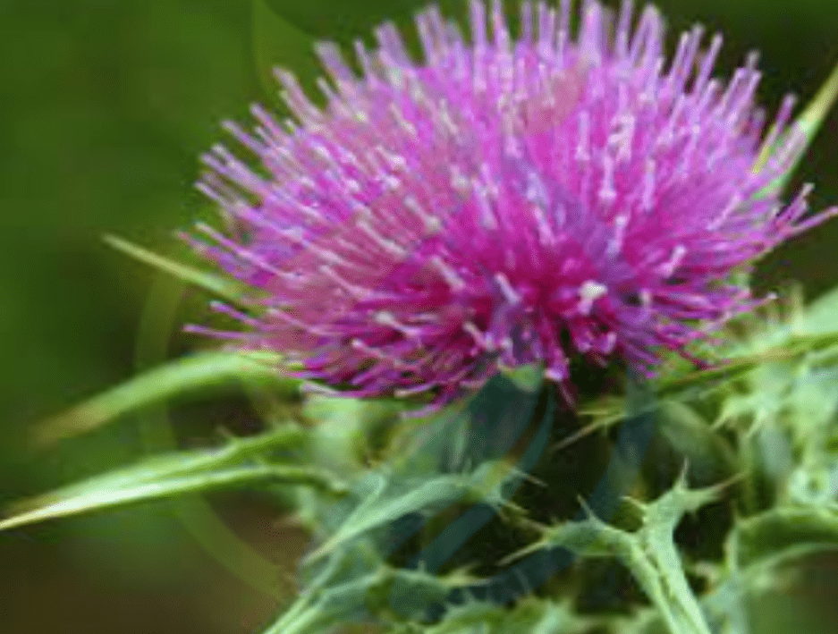 Milk Thistle seed Nursery, Plants, Health & Beauty Hartbeespoort