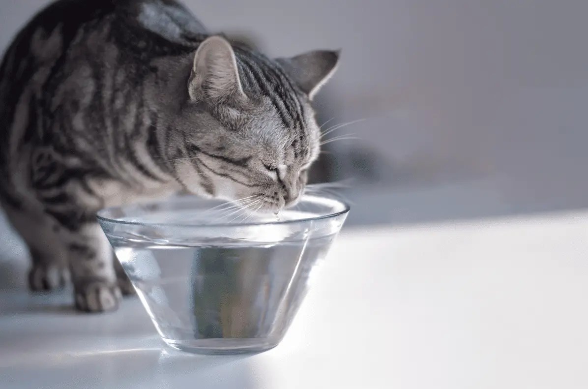 Is Alkaline Water Safe For Cats? Your H2Home