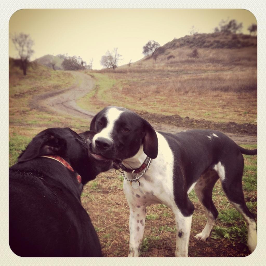 Pet Sitting Dog Walking and Pet Care Walnut Creek San Ramon Danville