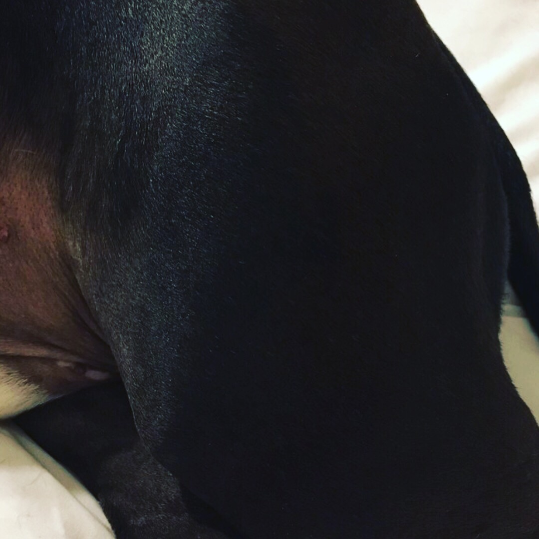 Holistic Pet Food makes the difference at Holistic Pet Cuisine Boca