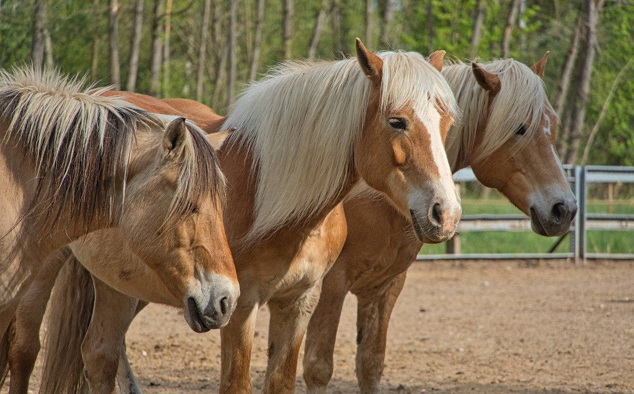 The Paddock Paradise Track System Your Horse Farm