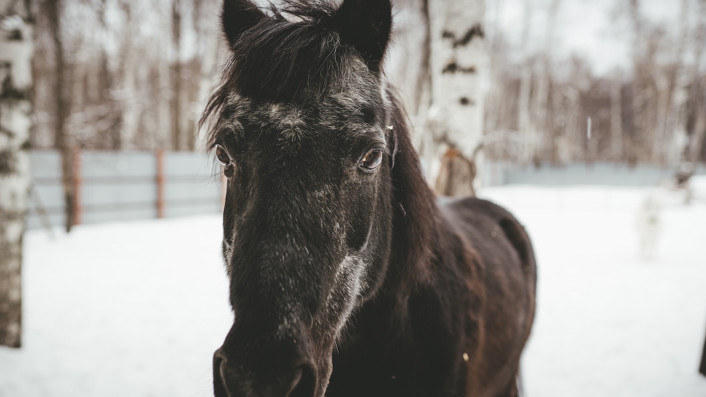 Brrr… Is Your Horse Cold? Your Horse Farm