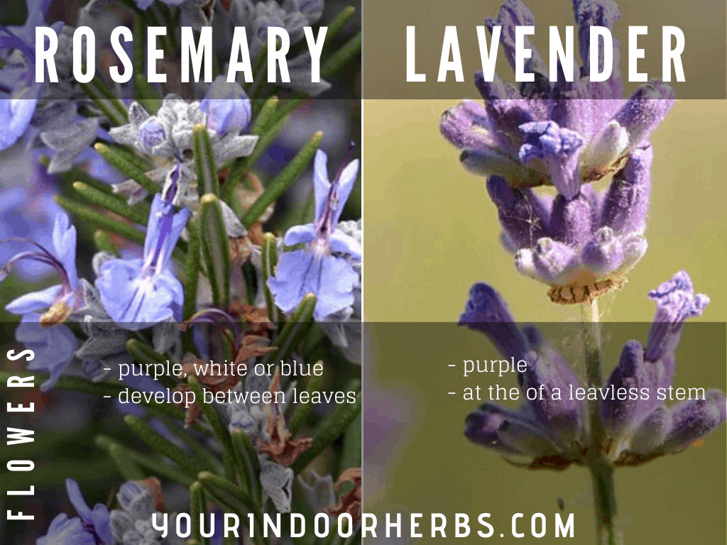 Rosemary vs Lavender The 4 Differences You Need To Know Your Indoor