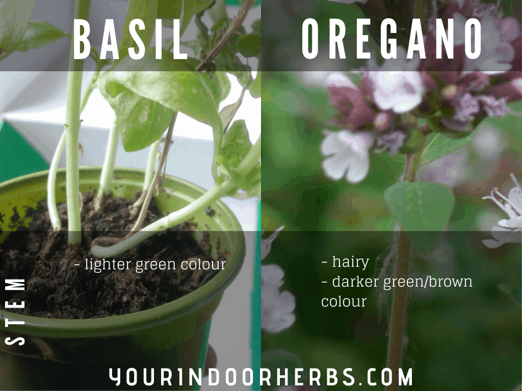 Basil vs Oregano the 5 Differences (with Photos) Your Indoor Herbs