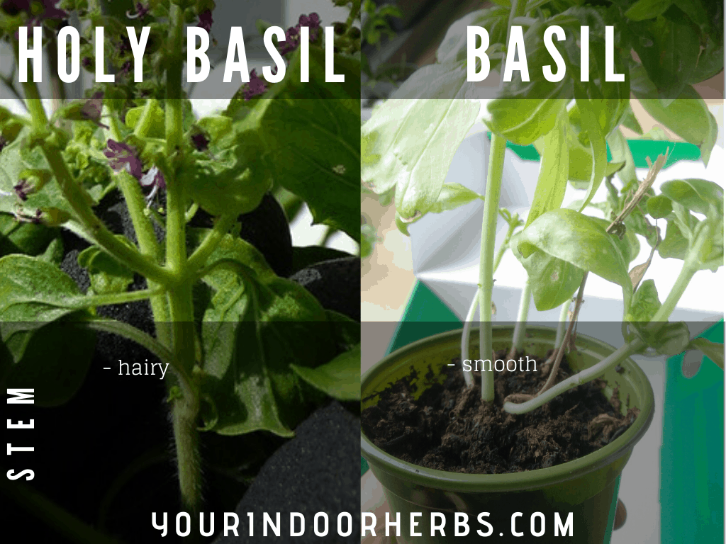 Holy Basil vs Basil Apperances, Recipes, Taste and Life Span Your Indoor Herbs