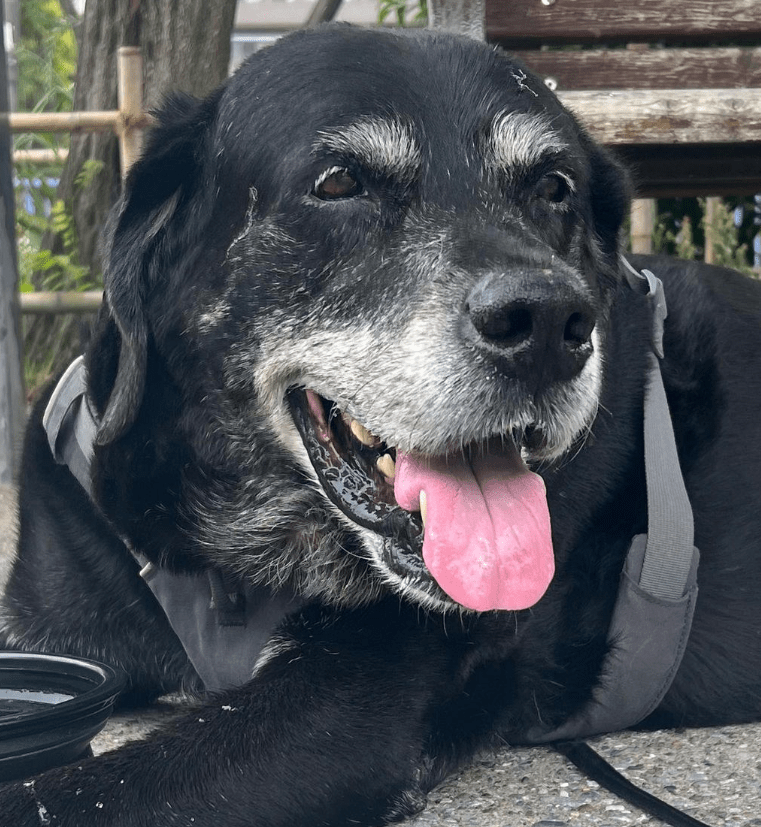 Aging Gracefully Taking Care of Senior Labrador