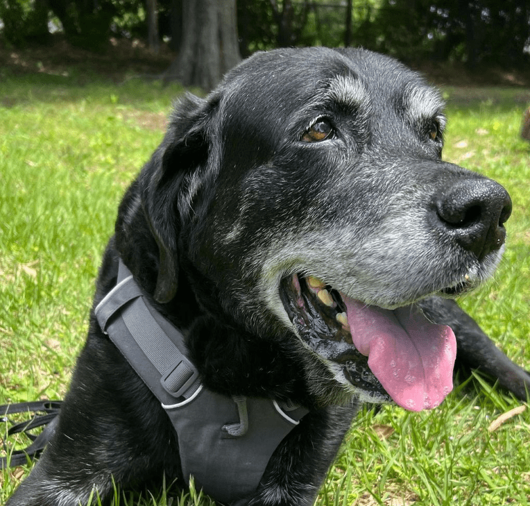 Aging Gracefully Taking Care of Senior Labrador