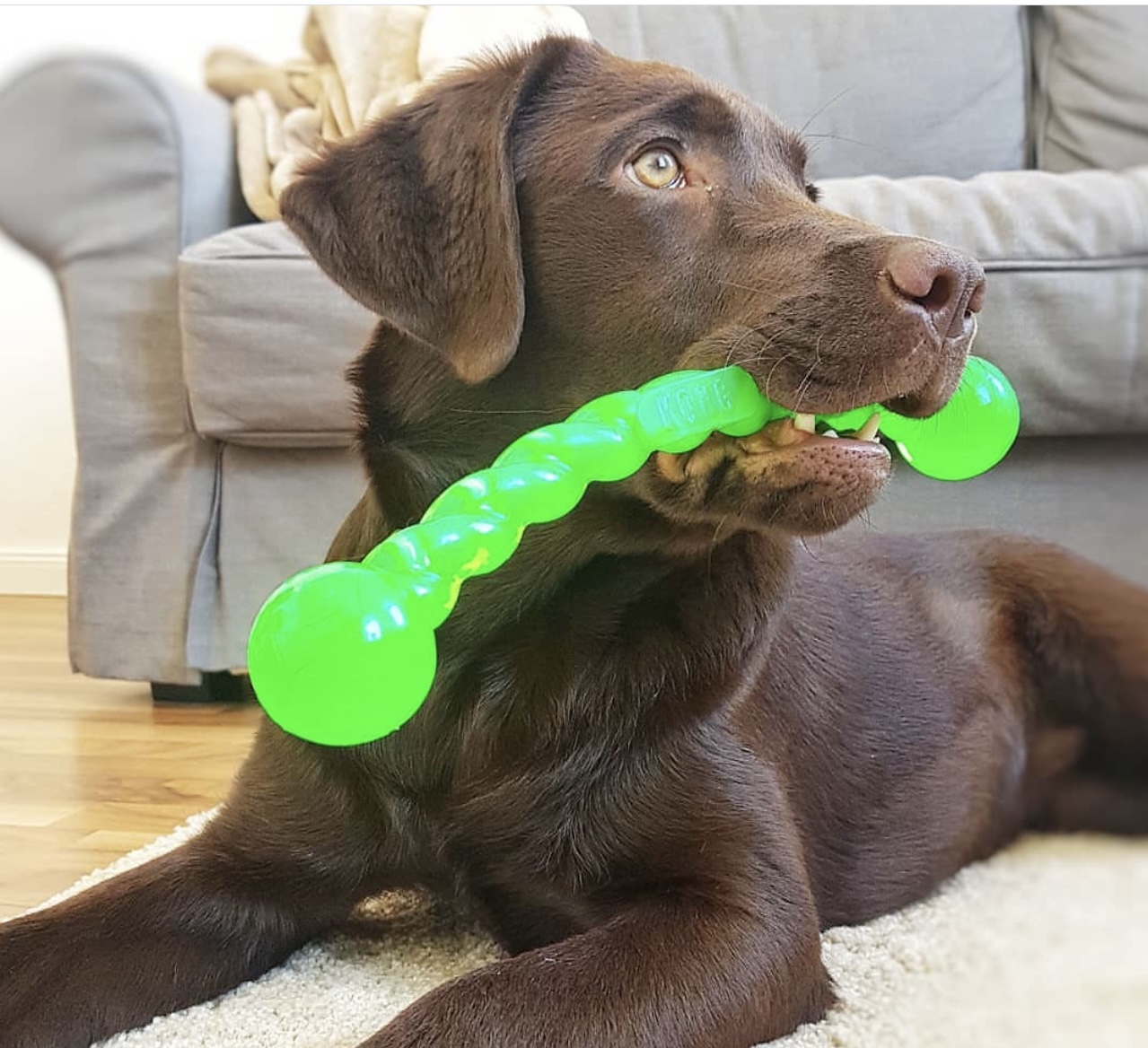 Playtime Essentials What Toys Do Labrador Retrievers Like