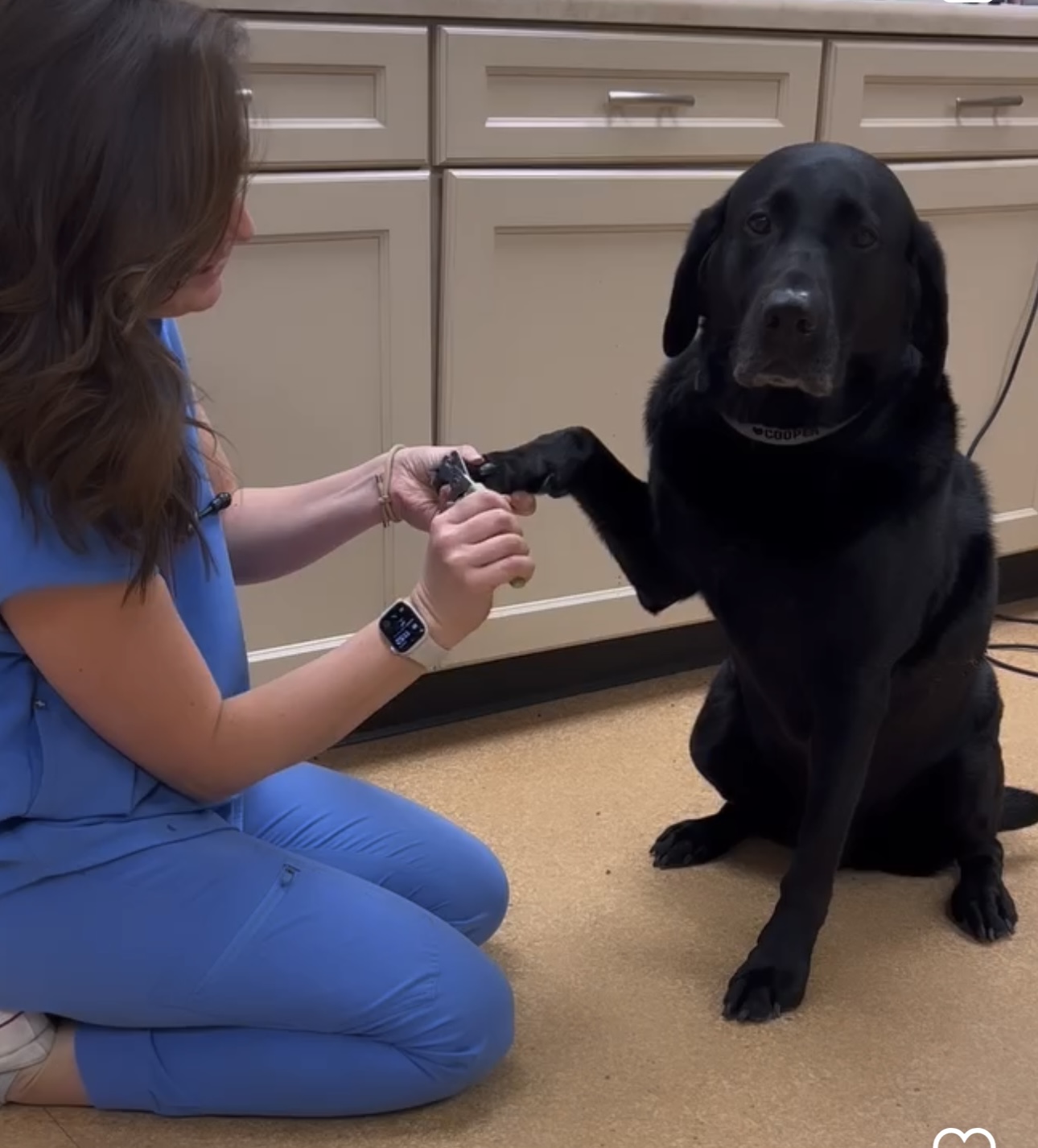 How To Choose A Vet For A Labrador Retriever