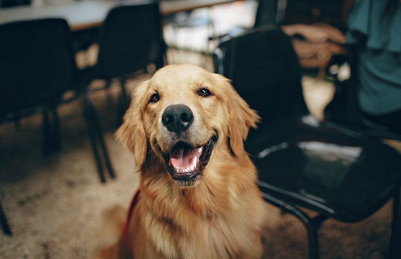 What You Need to Know About Service Animals / Emotional Support Animals