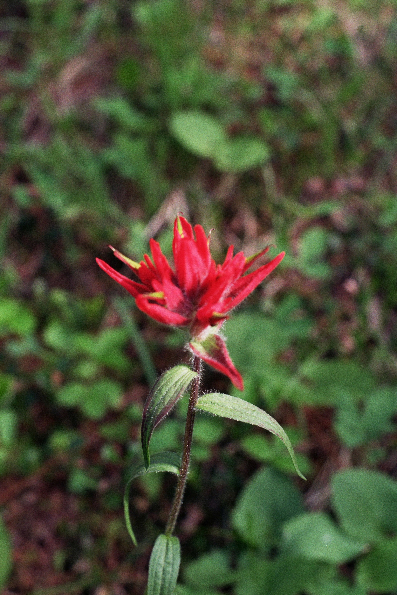 Indian Paintbrush Your Life Nature