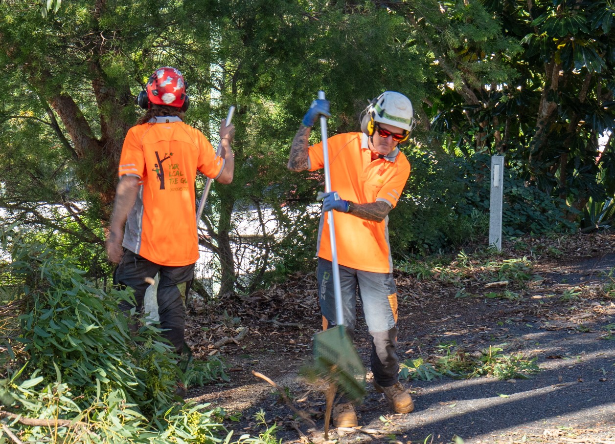 Tree Removal Brisbane Your Local Tree Guy
