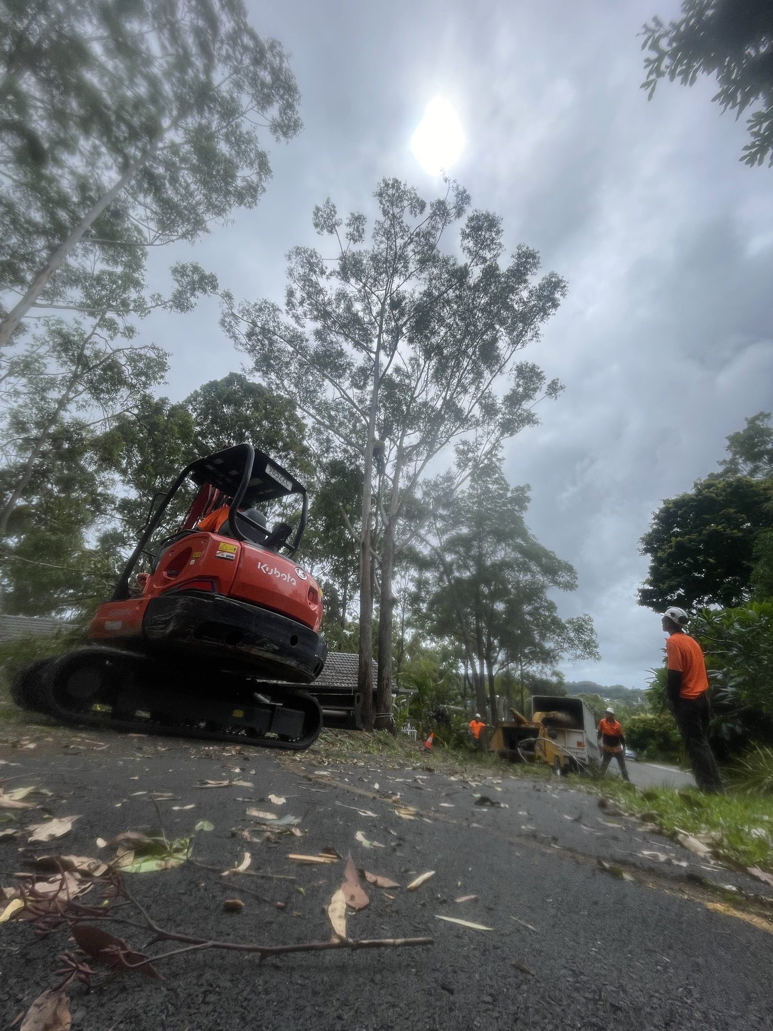 Tree Removal Brisbane Your Local Tree Guy