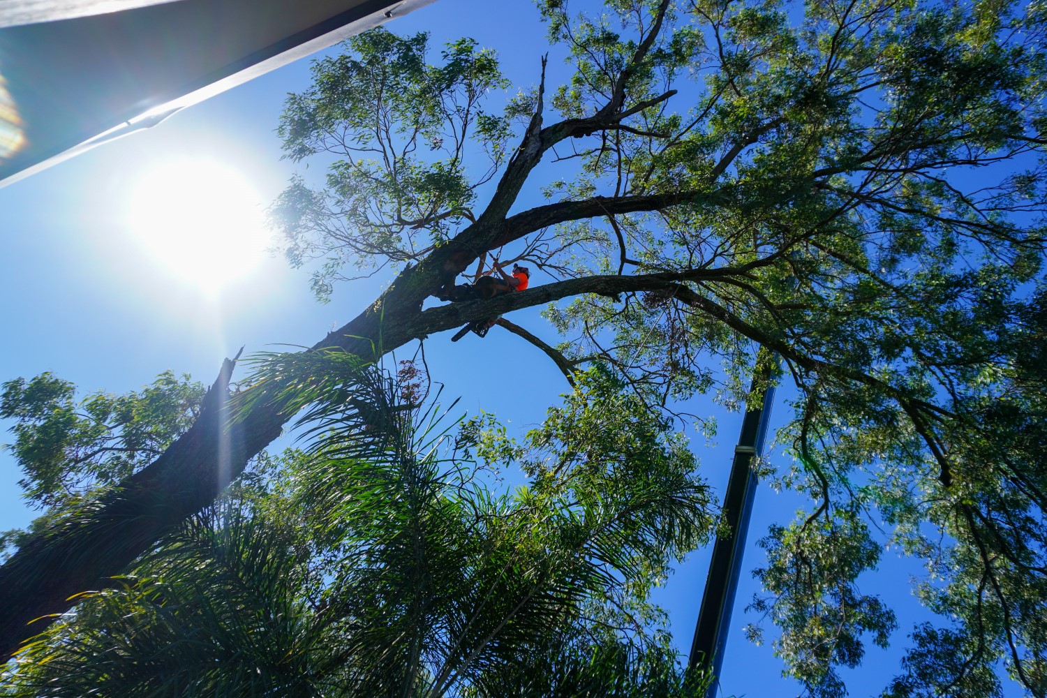 Tree Removal Brisbane Your Local Tree Guy