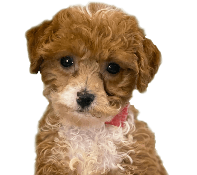 Financing Your New Puppy