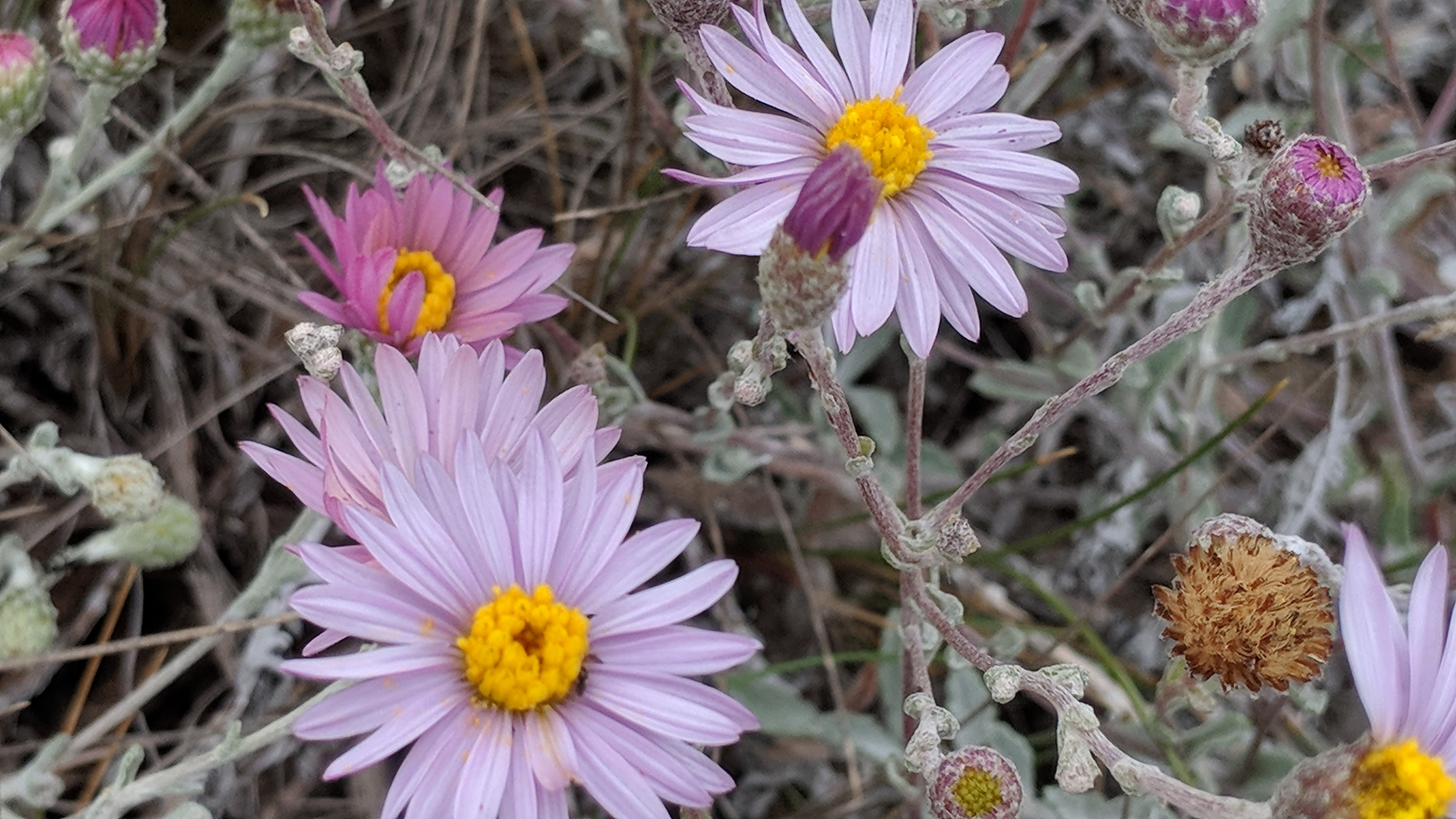 Where Have All the Flowers Gone? Your Ocean Sanctuary