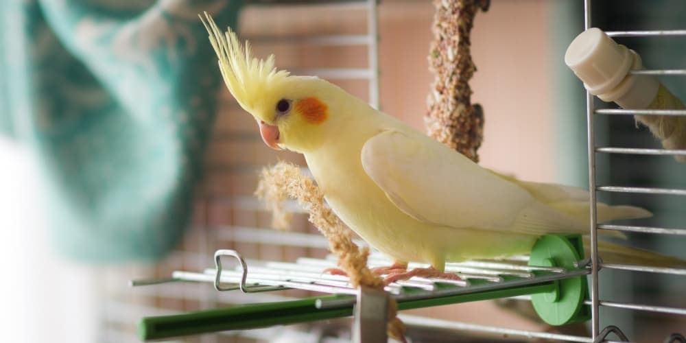 Best Cockatiel Cages Guidelines & 5 Full Reviews Your Parrot Cage