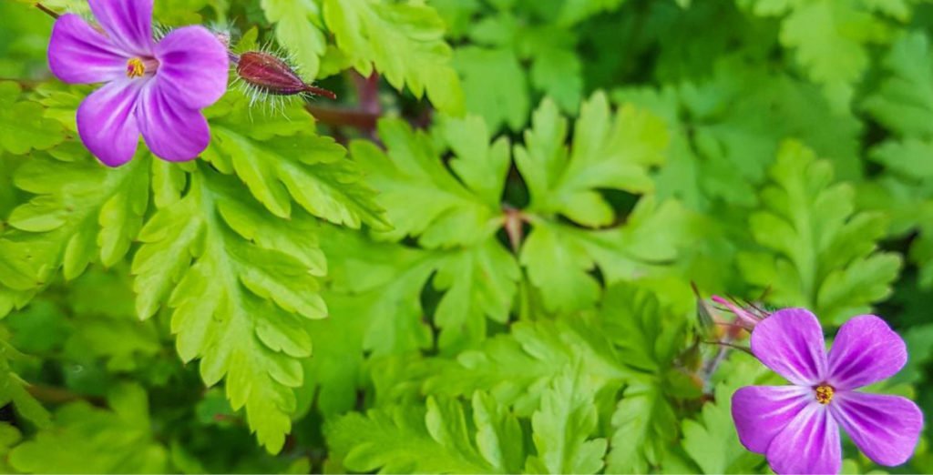 Medicinal Herbs Your Patch Organic Gardening Perth