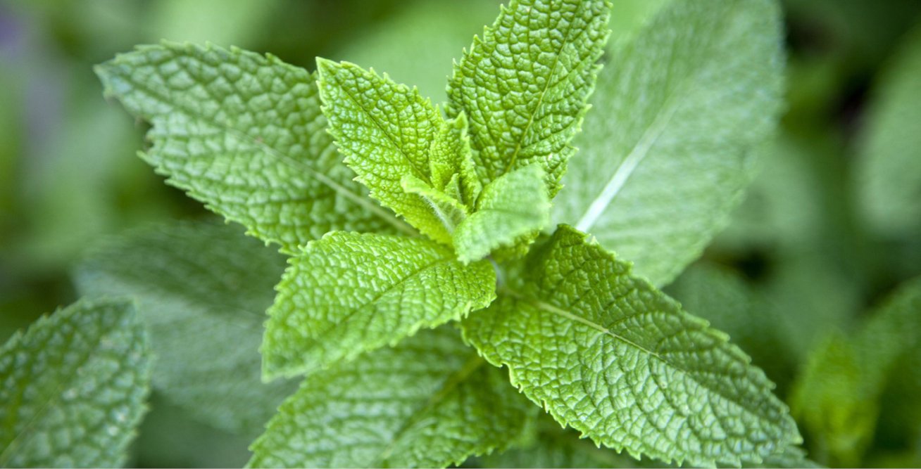 Herbs Your Patch Organic Gardening Perth