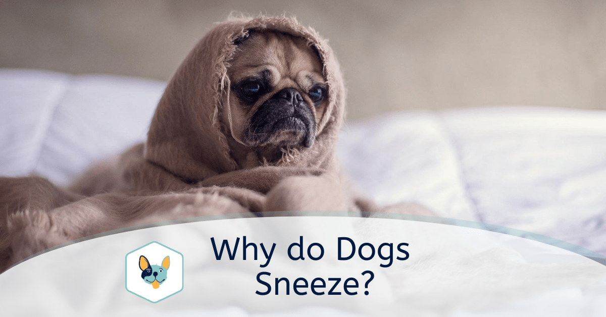 Why do Dogs Sneeze When to be Concerned? Your Pet Insured