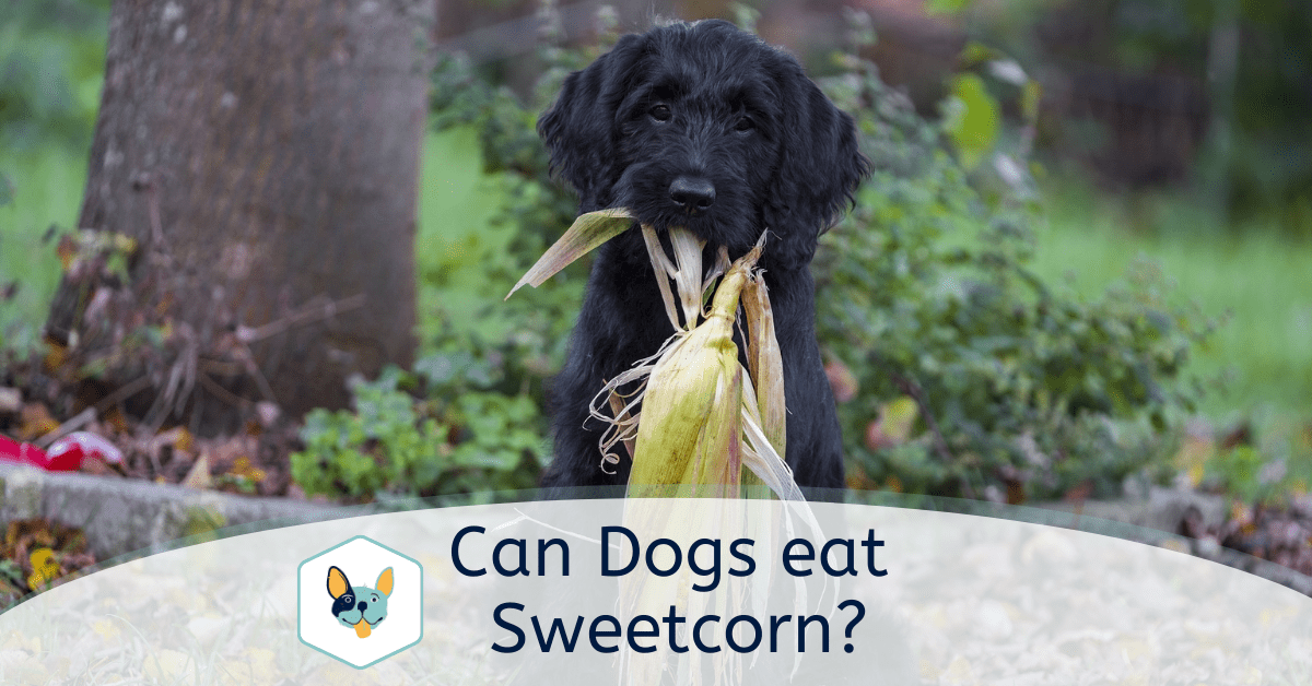 Can Dogs Eat Sweet Corn