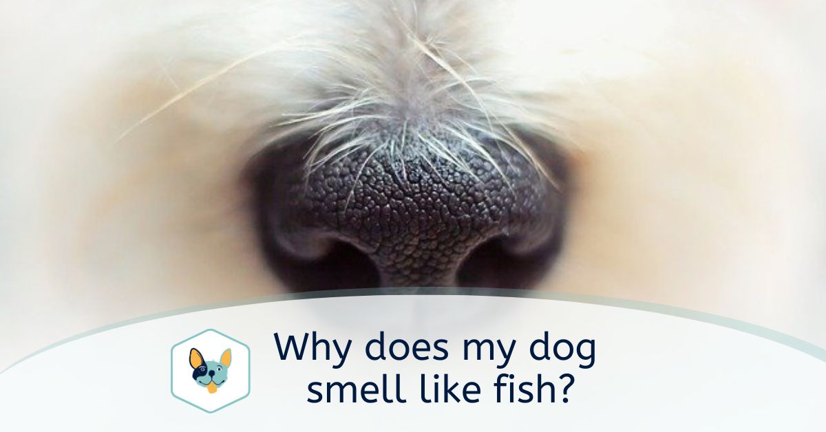 Why does my Dog Smell like Fish? Your Pet Insured
