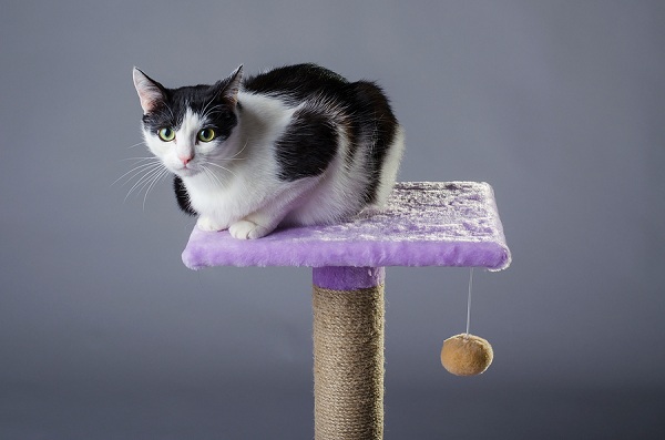 Best Cat Scratching Posts in 2019 Cat Scratching Post Reviews