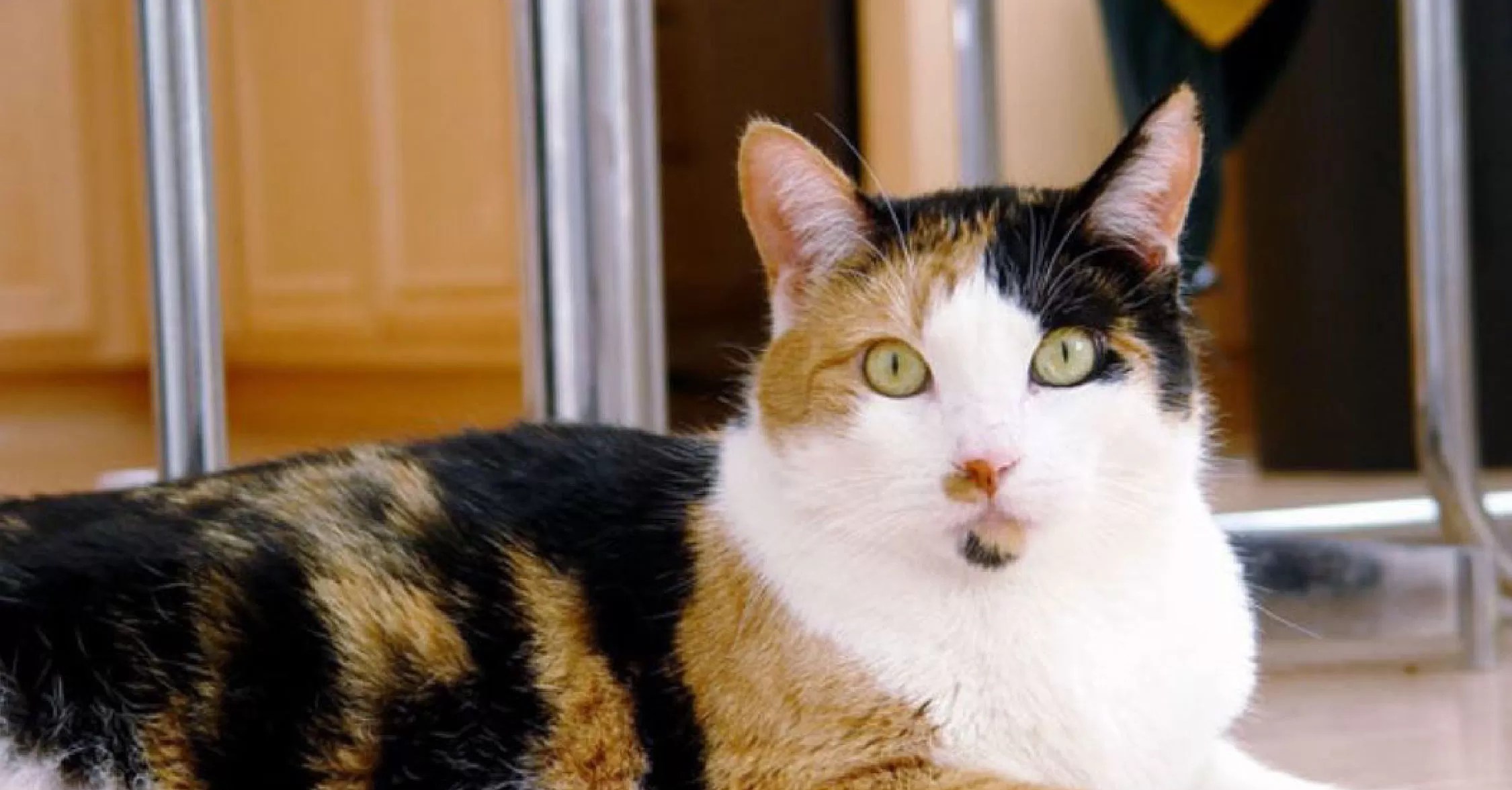 25 Best Calico Cat Facts That Are Purrfect Your Pet