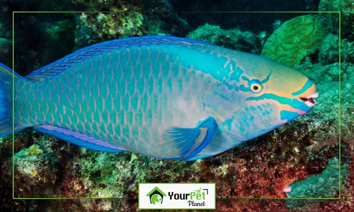 Blue Parrotfish Facts, Diet, Care, Life Span, Breeding (US 2024)