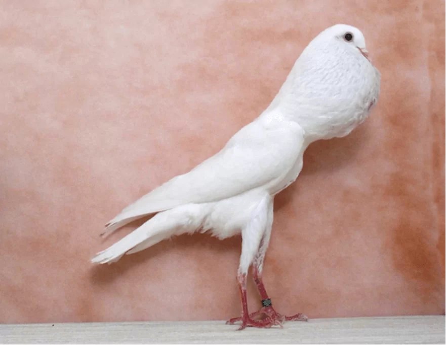 English Pouter Pigeon’s Breeds, and Health Issues